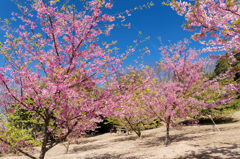 快晴と満開と