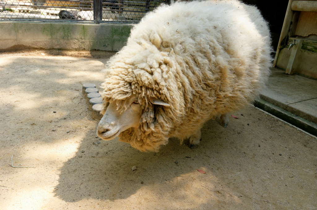 太ってんだか、痩せてんだか・・・