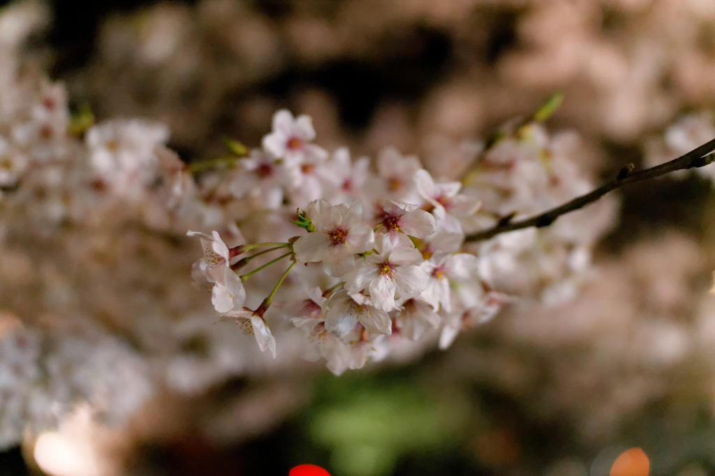 一の坂夜桜Ⅱ