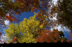 秋．．．早くこないかなぁ　Ⅱ