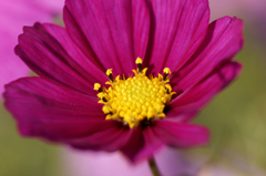 コスモス祭りⅡ