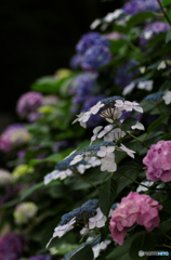 紫陽花ラスト．．．長かったなあ