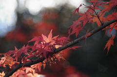 紅葉も終盤・・・透過