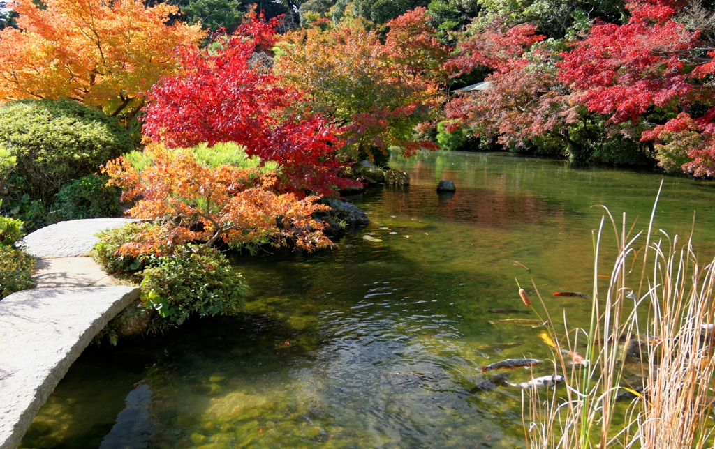 ちょっぴり早い紅葉かな...カラフルに