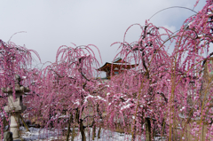 春の雪　Ⅲ