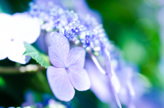 紫陽花