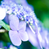 紫陽花