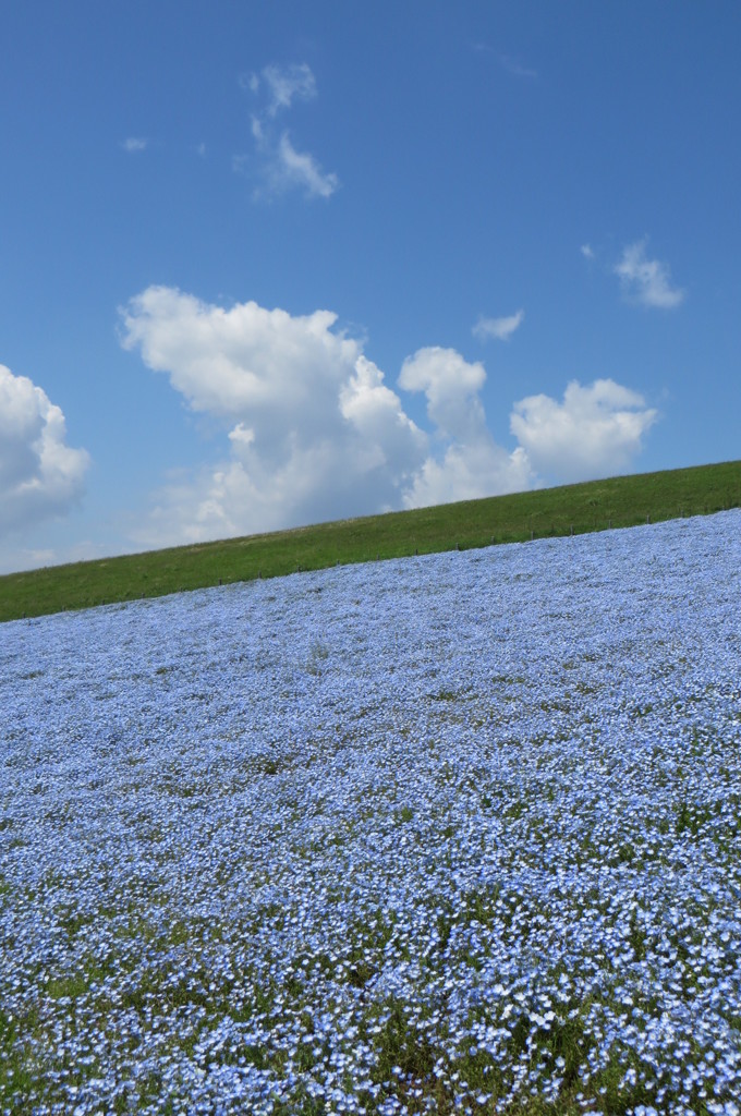 初夏の空