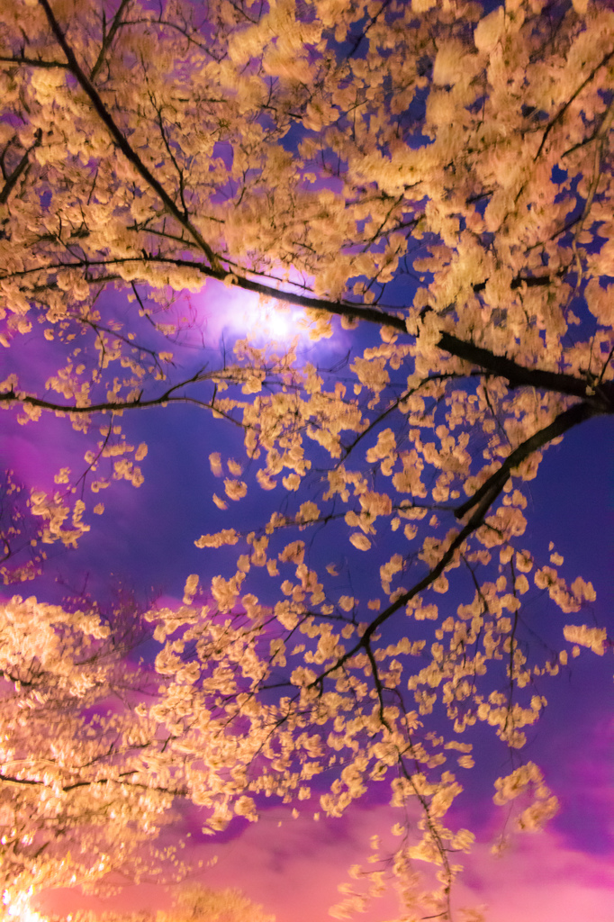 幻夢桜