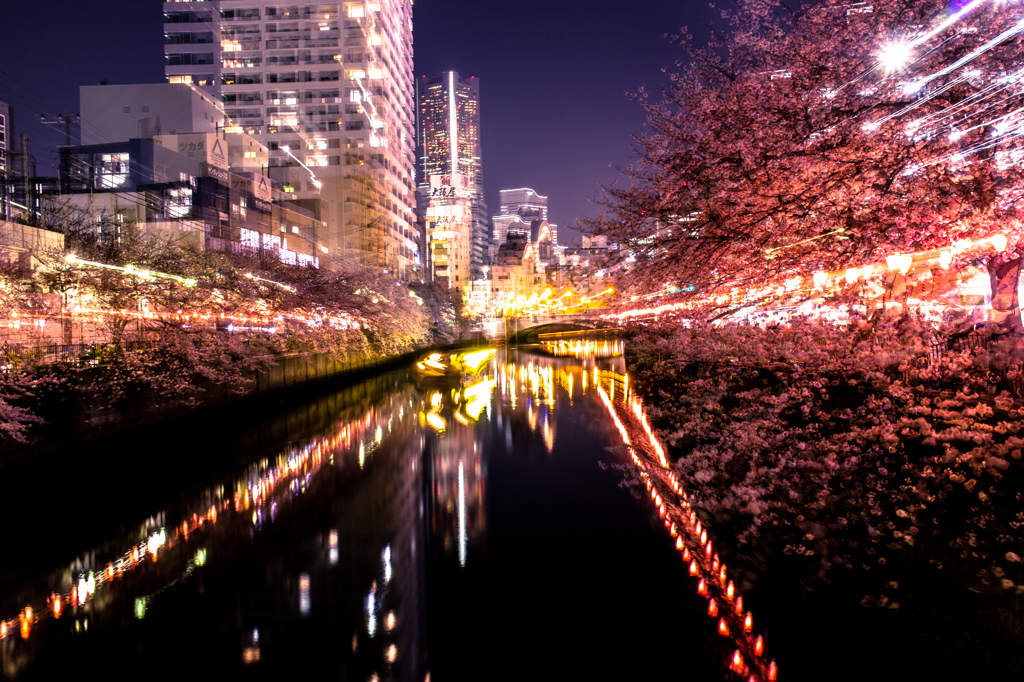 大岡川酔桜