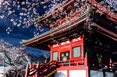 山寺夜桜②