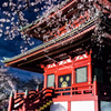 山寺夜桜②