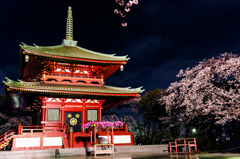 山寺夜桜