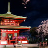 山寺夜桜