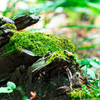 苔萌え