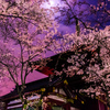 山寺夜桜①