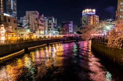 大岡川酔桜③