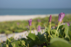 久米島　イーフビーチ