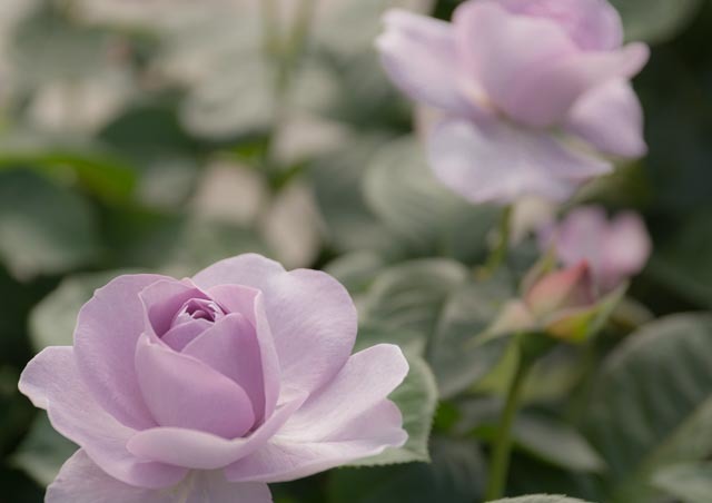 色っぽくなった？