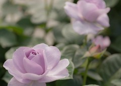 色っぽくなった？