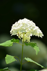 白いアジサイ