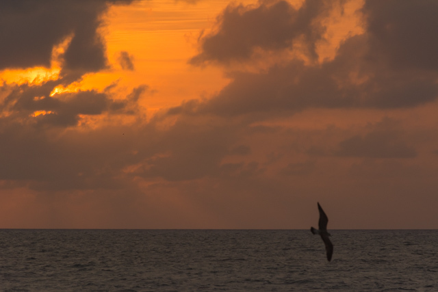 朝食はもちろん魚