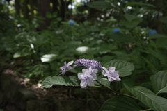 私のカチューシャ