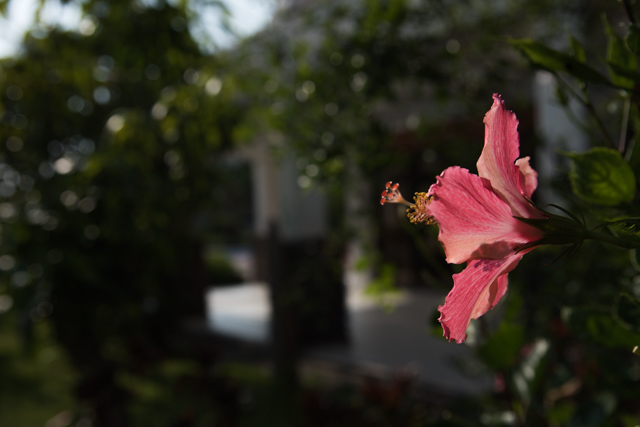 ハイビスカス