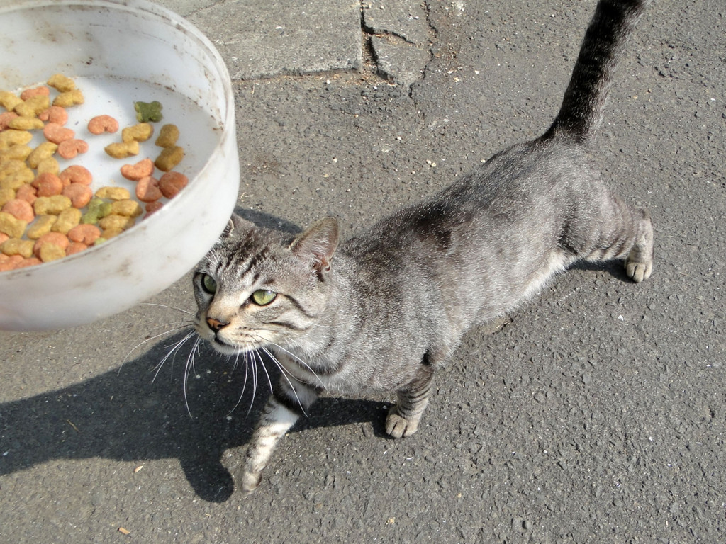 エサに引き寄せられて