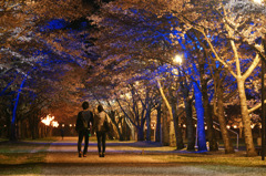 夜桜のトンネル