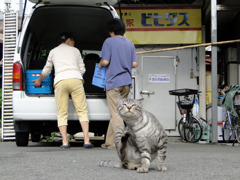 猫の手を借りたい