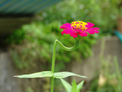 一度折れた花