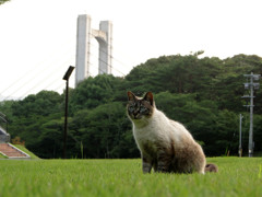 公園の猫(9)
