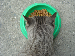 食事中