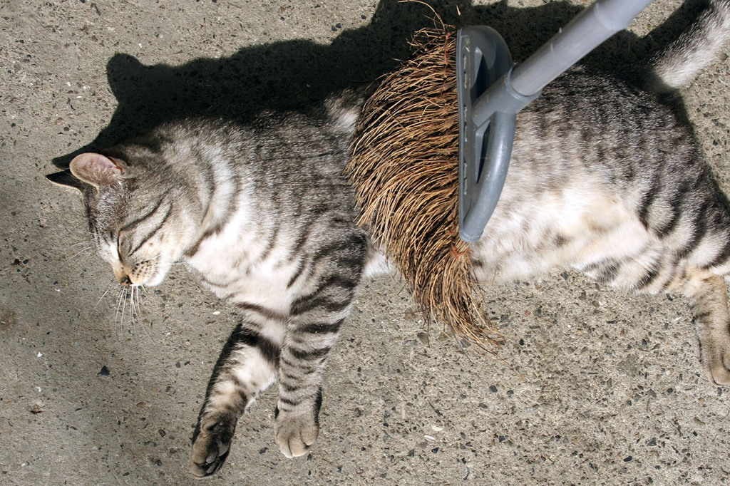 ホウキを避けないトラ