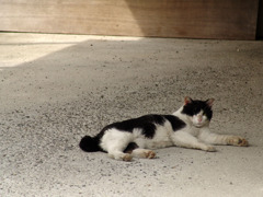 白黒猫