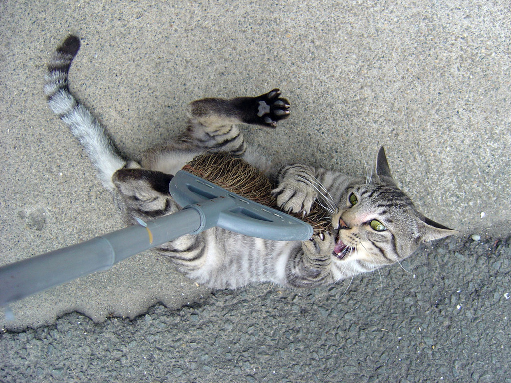 ホウキとの戦い
