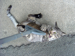 ホウキとの戦い