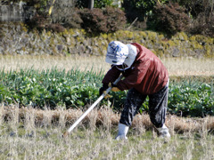 田んぼを耕す老人