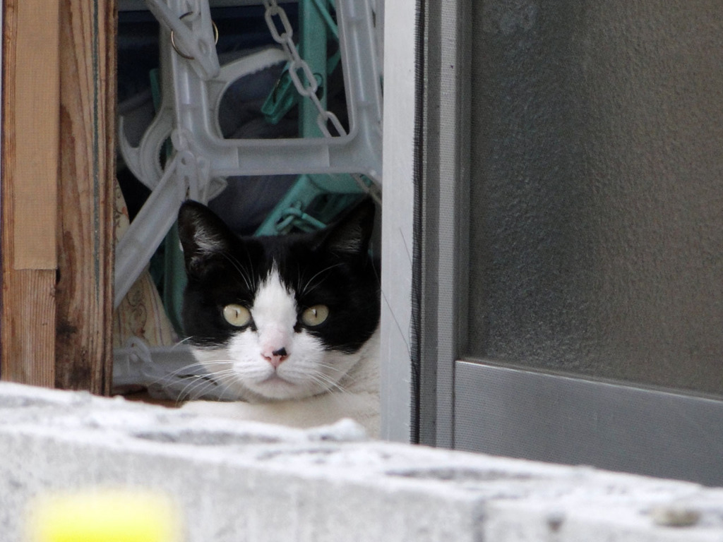 カメラに気づいたジロウ