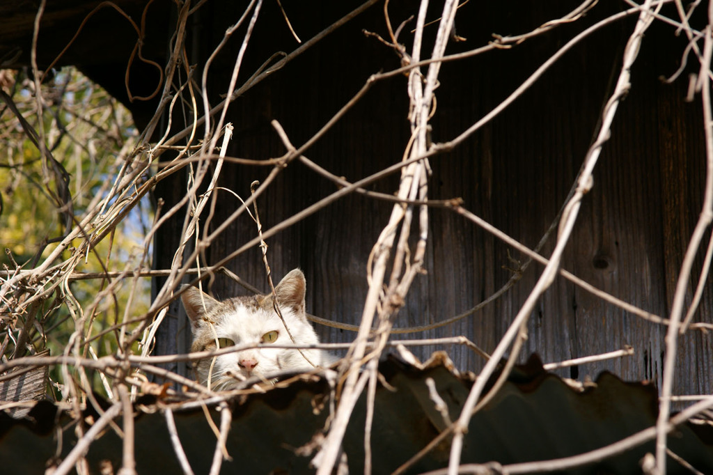 廃屋に住む猫