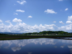 水田に映る雲