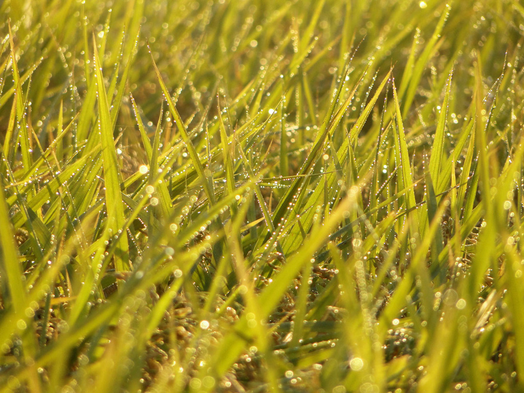 朝露の輝き
