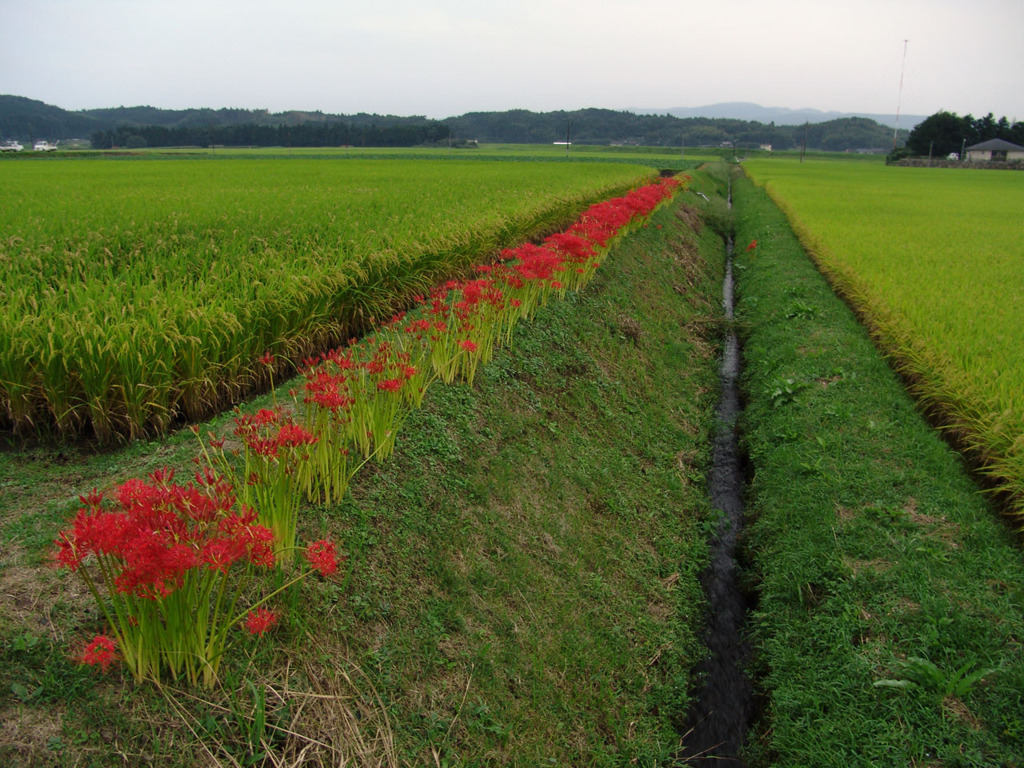 用水路と彼岸花