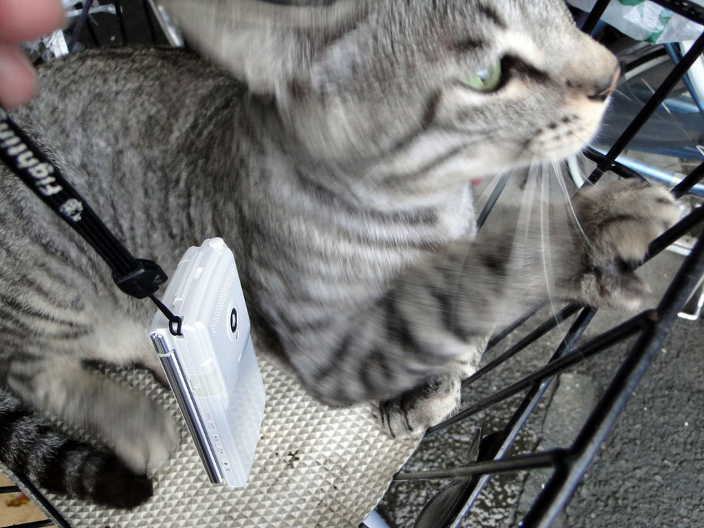 着信音に驚くトラ