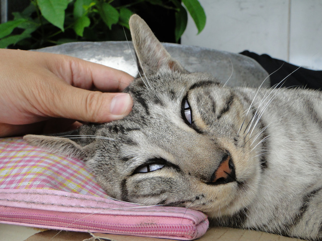 夢の中