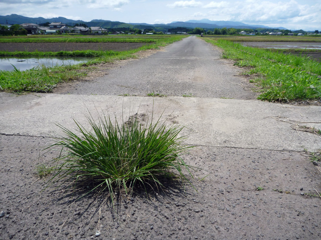 負けない雑草