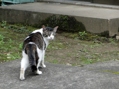 山奥の飼い猫