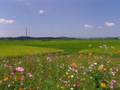 稲と秋桜