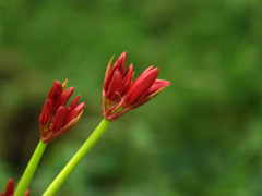 開花寸前の彼岸花